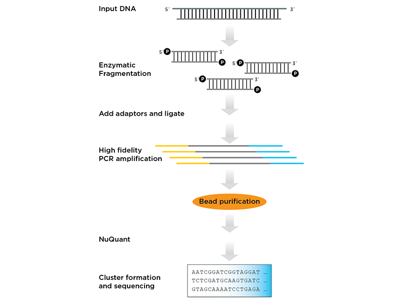 Revelo™ RNA-Seq High Sensitivity library preparation kit - Tecan Genomics